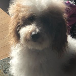 Meet your Posher, Missy